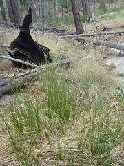 Carex occidentalis