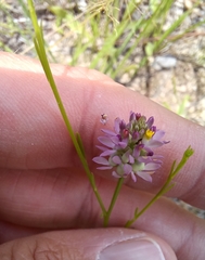 Polygala mariana