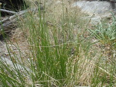 Carex occidentalis