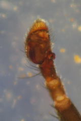 Pulchellodromus bistigma