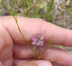 Polygala mariana