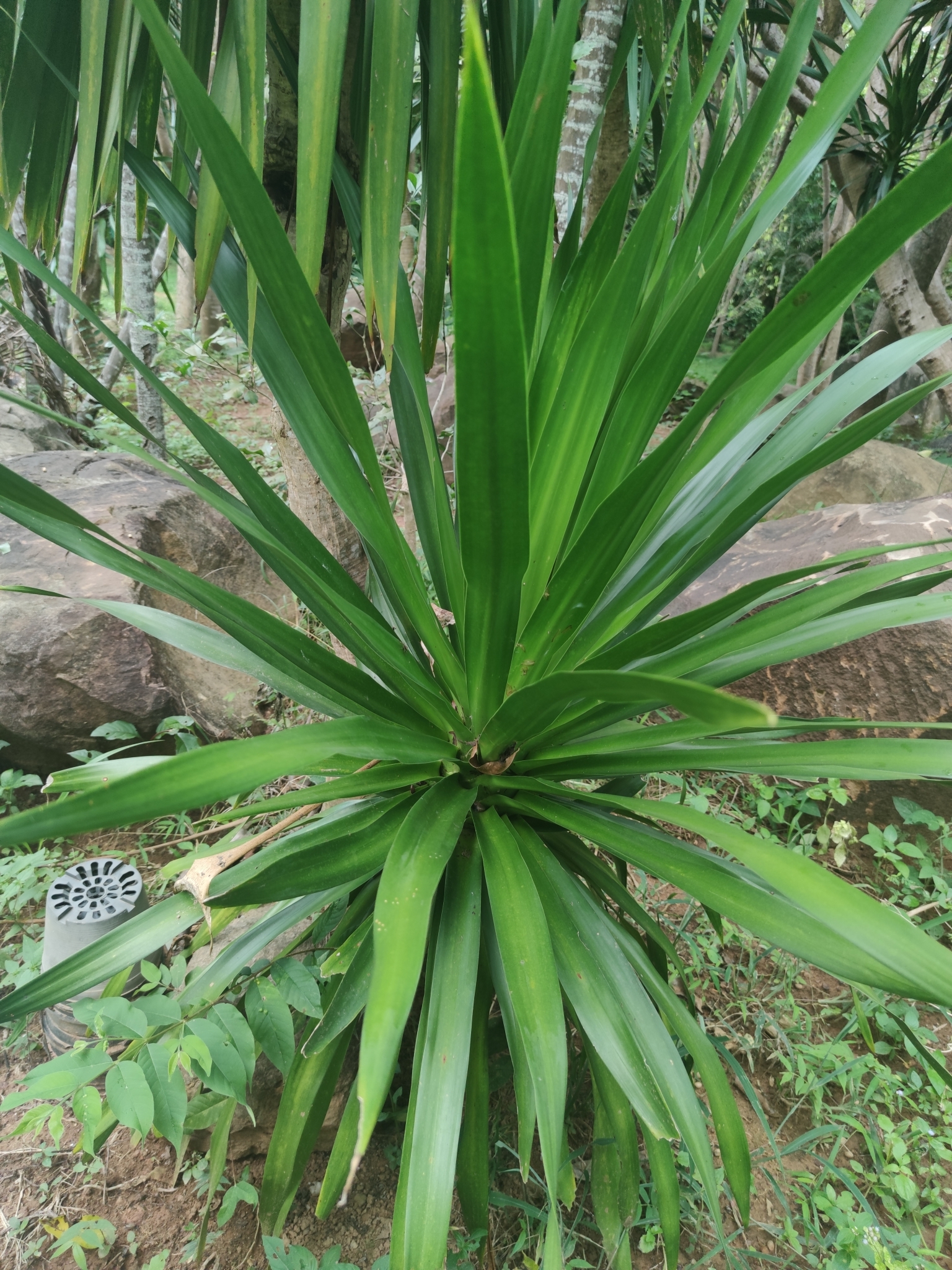 Dracaena cochinchinensis  iNaturalist