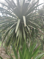 Dracaena cochinchinensis