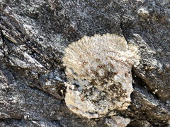 Placopsis gelida