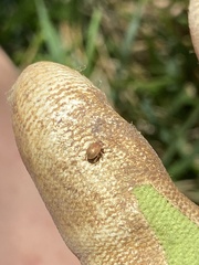 Demotina modesta