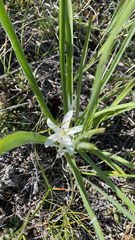 Leucocrinum montanum