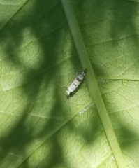Argyresthia oreasella