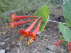 Lonicera arizonica