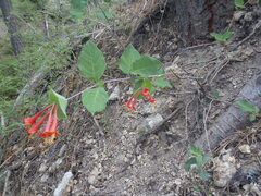 Lonicera arizonica