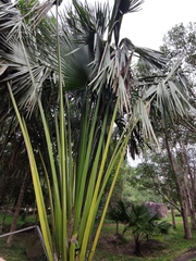 Corypha umbraculifera