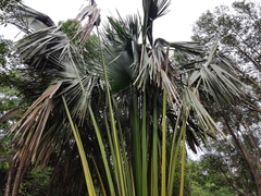 Corypha umbraculifera