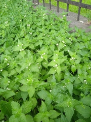 Lamium album