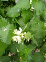 Lamium album