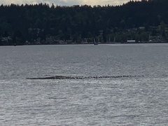 Melanitta perspicillata