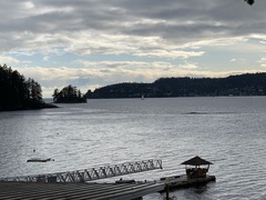 Melanitta perspicillata