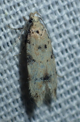 Pseudotelphusa occidentella