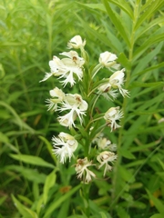 Platanthera leucophaea