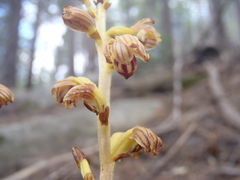 Corallorhiza striata vreelandii