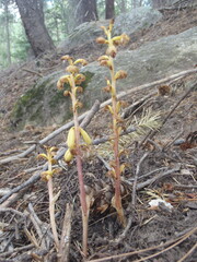 Corallorhiza striata vreelandii