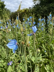 Meconopsis