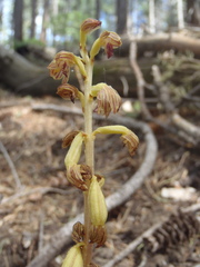Corallorhiza striata vreelandii