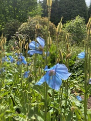 Meconopsis