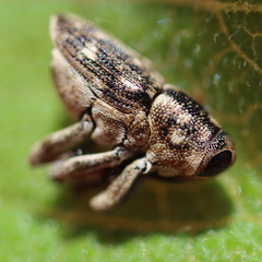 Cylindrocopturus