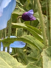 Meconopsis