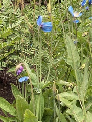Meconopsis