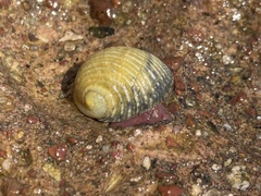 Nerita scabricosta