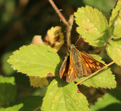 Ochlodes sylvanus