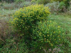 Euryops virgineus