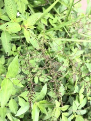 Paspalum paniculatum