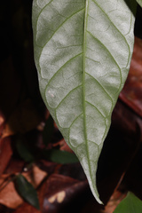 Caamembeca salicifolia