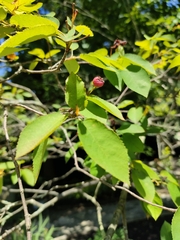 Amelanchier amabilis