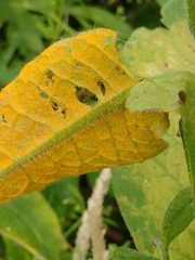 Pucciniastrum symphyti