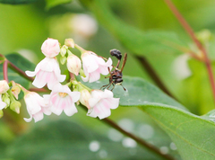 Physocephala furcillata