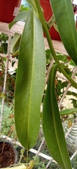 Nepenthaceae