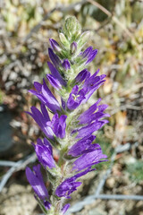 Campanula spicata