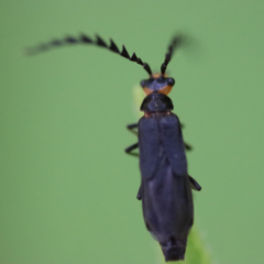 Tytthonyx erythrocephala