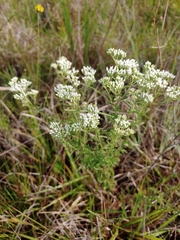 Eupatorium mohrii