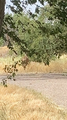 Odocoileus hemionus