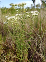 Eupatorium mohrii