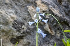 Brimeura amethystina