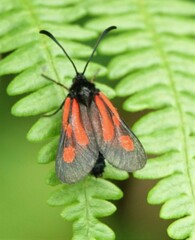 Zygaena nevadensis
