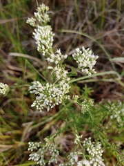Eupatorium mohrii