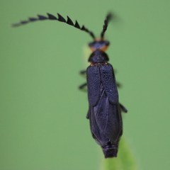 Tytthonyx erythrocephala
