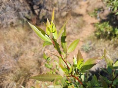 Searsia leptodictya