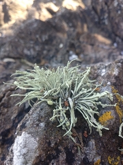 Ramalina cuspidata