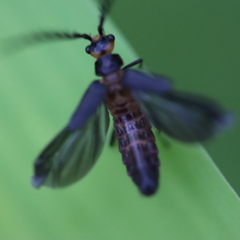 Tytthonyx erythrocephala
